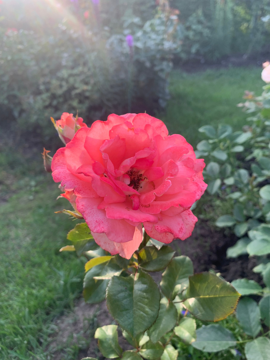 роза Вайкики, все фото автора.