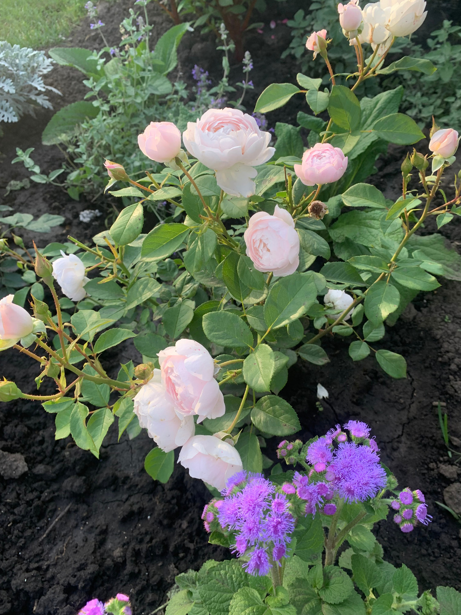 роза Дездемона, все фото автора