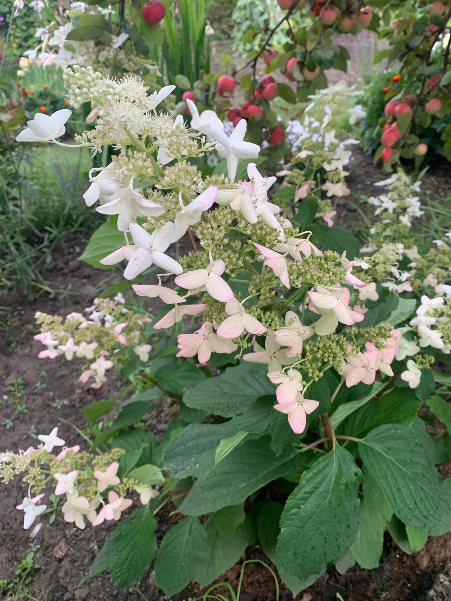 Гортензия Киушу, цветение в 2024 году, фото автора