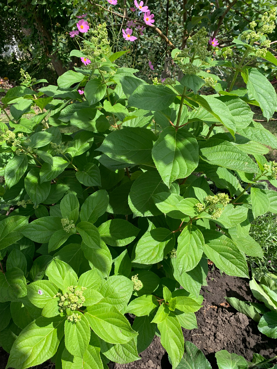 Гортензия Киушу, фото автора