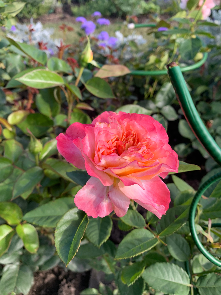 роза Августа Луиза, все фото автора.