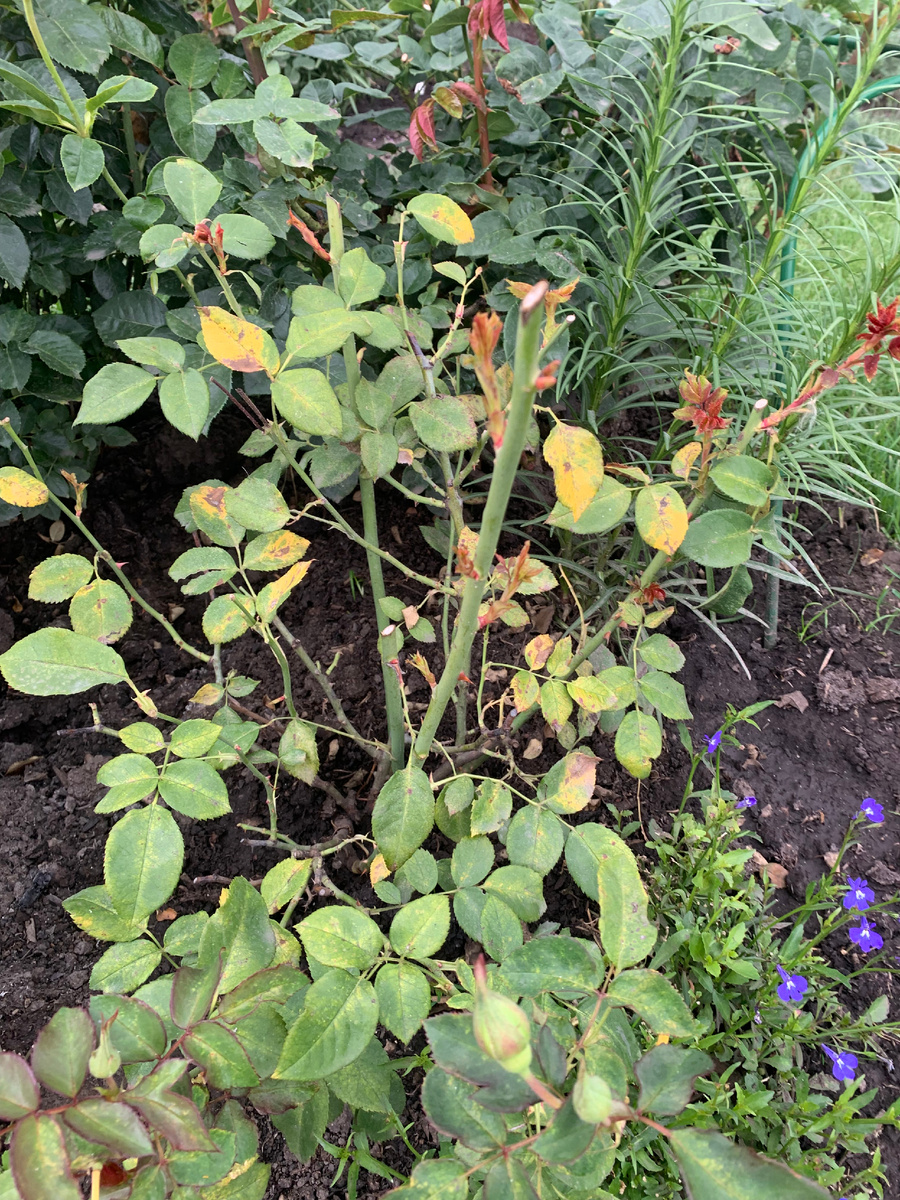 роза Паустиния, от 23.07.25 листайте галерею