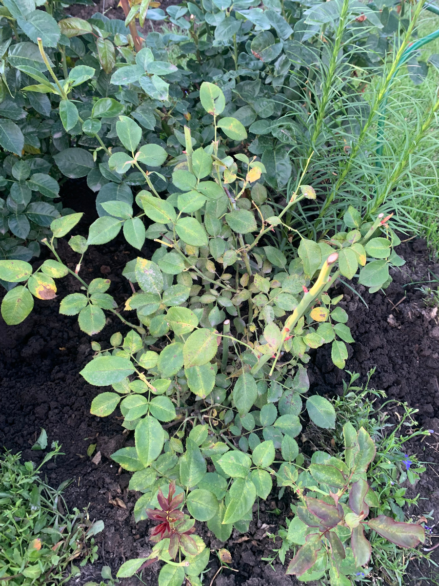 фото от 15.07.