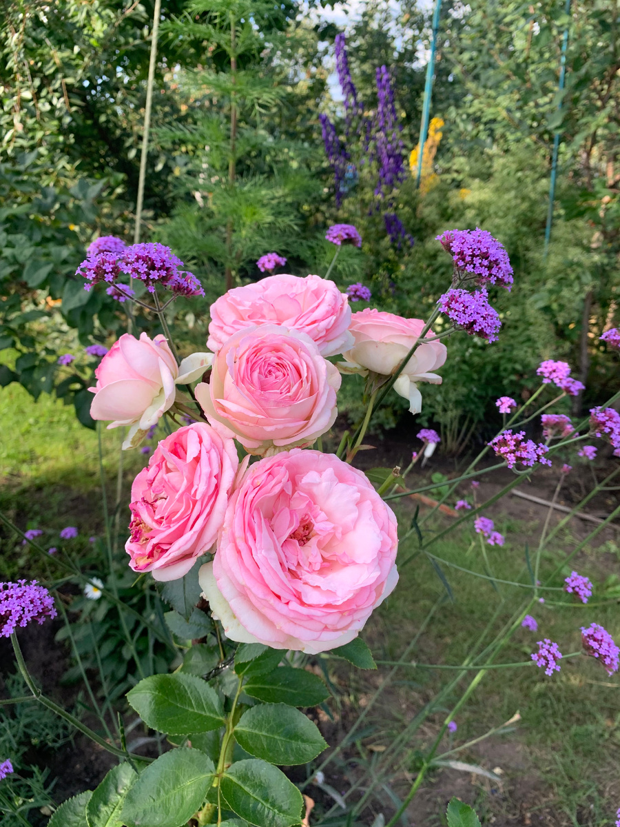 роза Пьер де Ронсар, все фото автора.