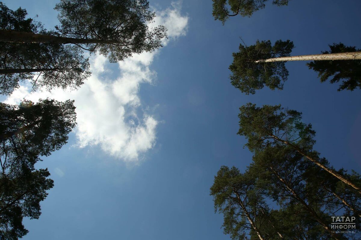 Фото: © «Татар-информ»