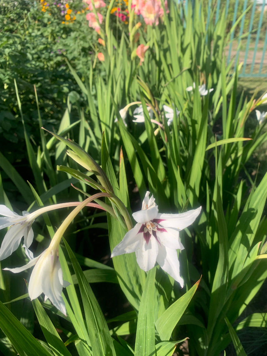 ацидантера, фото автора