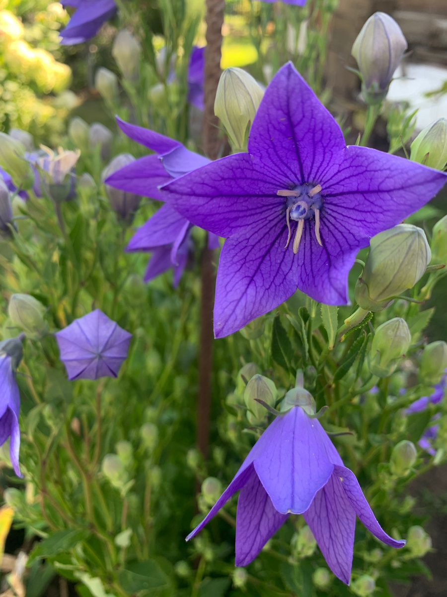 колокольчик Платикодон, все фото автора