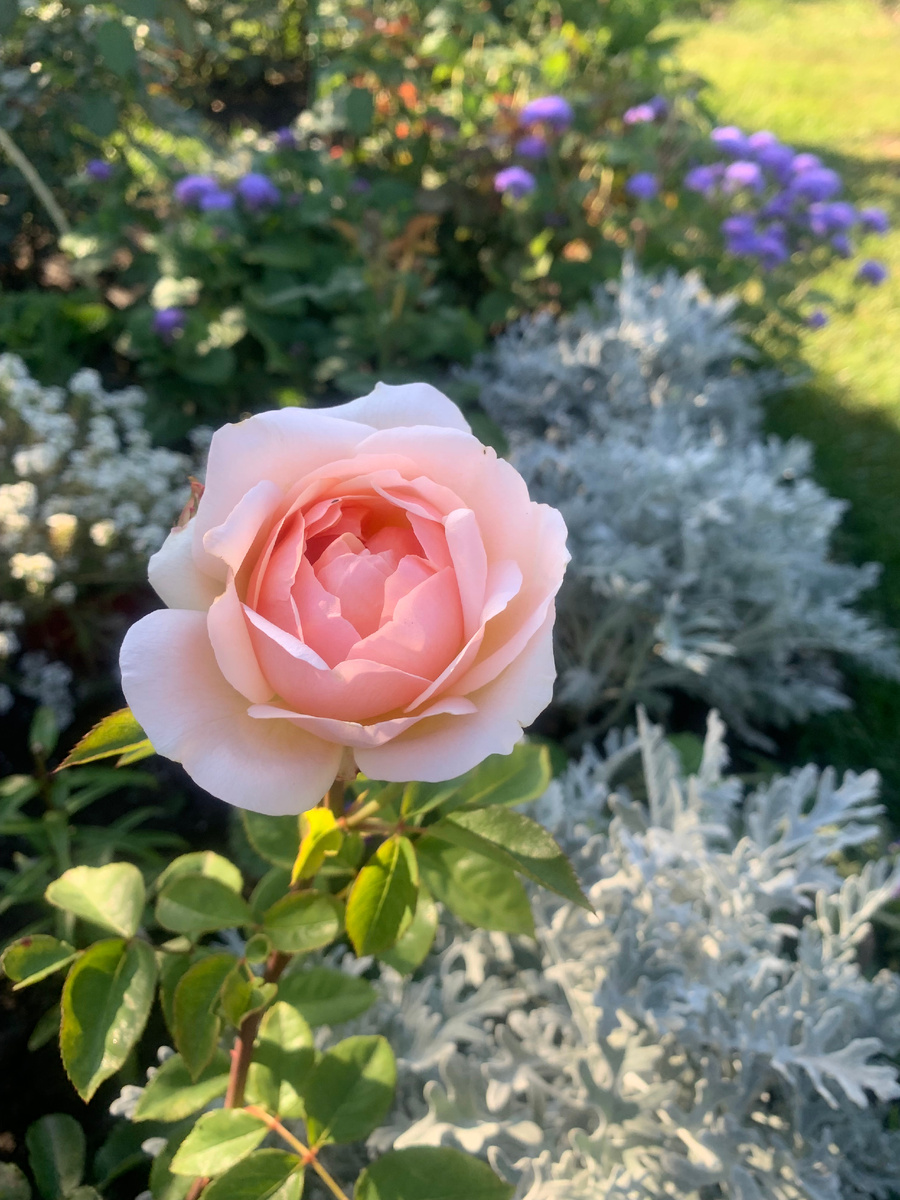 роза Эвелин, все фото автора