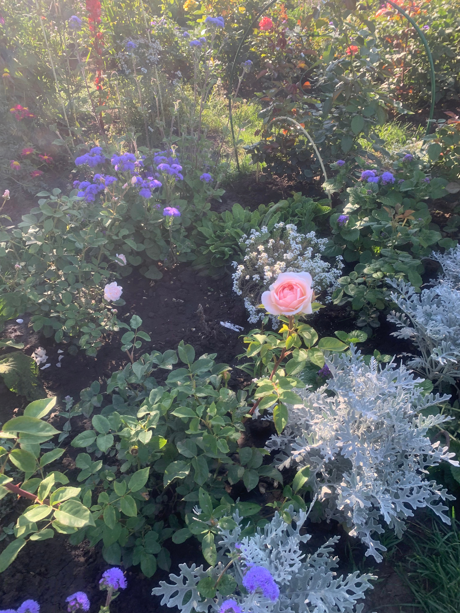 роза Эвелин, все фото автора