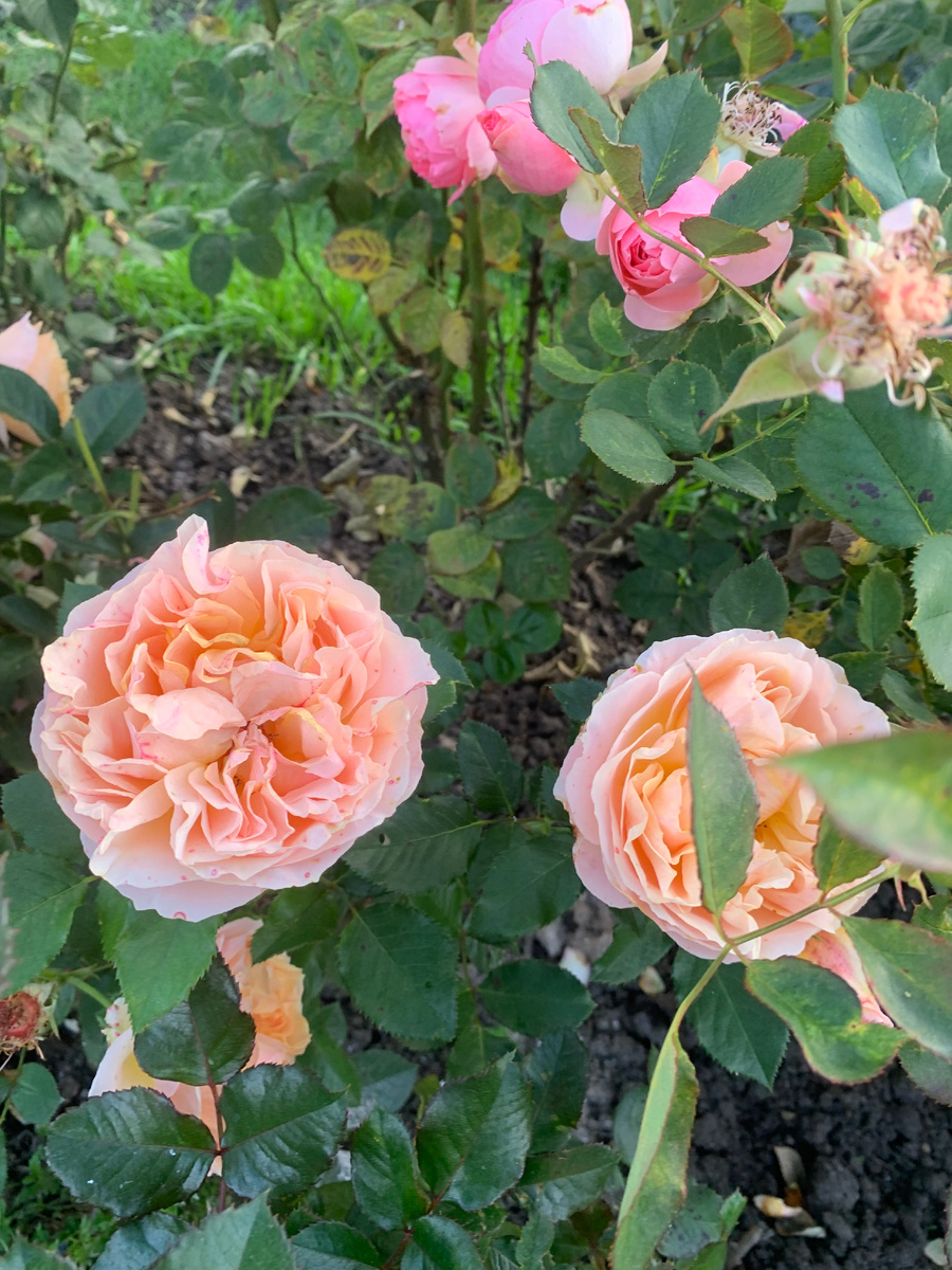 роза Женевьев Орси, все фото автора.