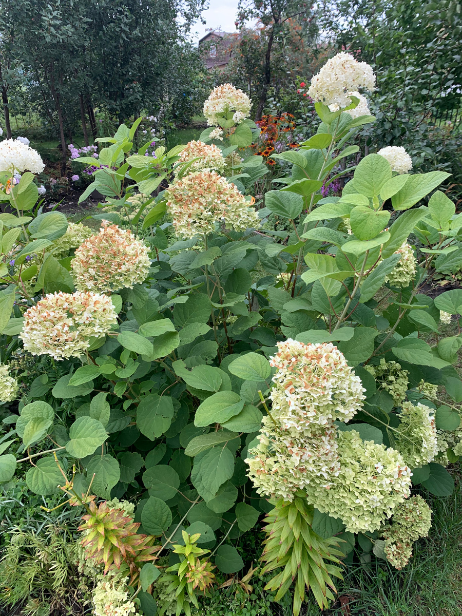 гортензия Анабель, все фото автора.