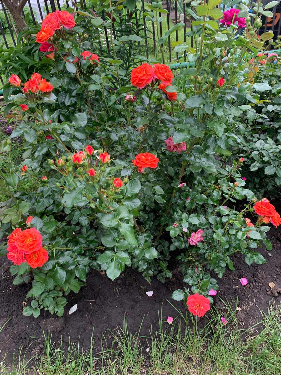 роза Братья Гримм, все фото автора.