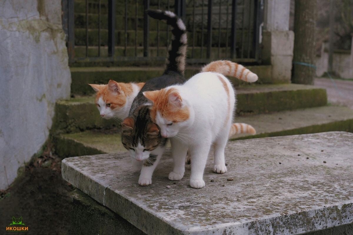 Могут ли у кошки быть котята от разных котов в одном помёте