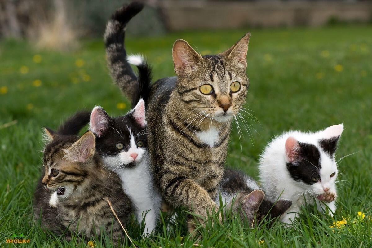 Кошка с котятами