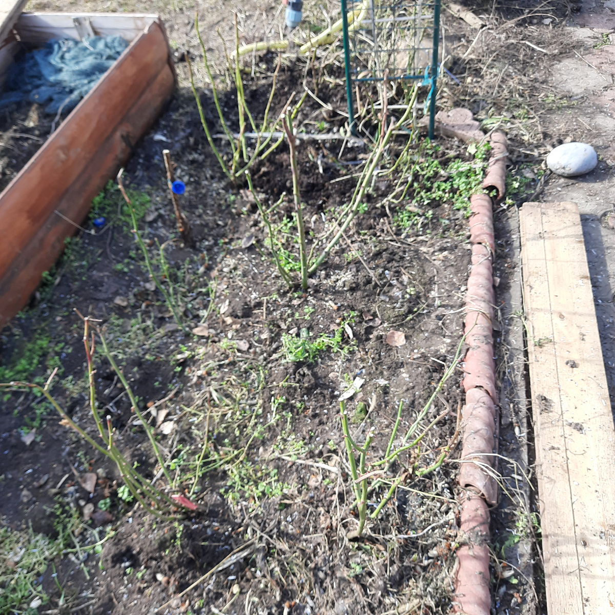 Весна была тёплой и саженцы очень быстро принялись и начали вегетировать