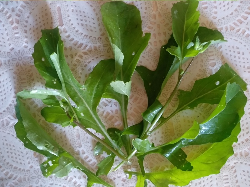 Выращенный урожай рукколы в сезоне-2025