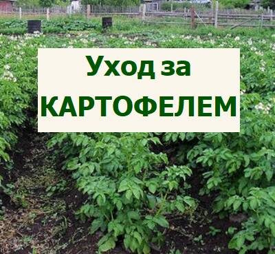уход за картофелем