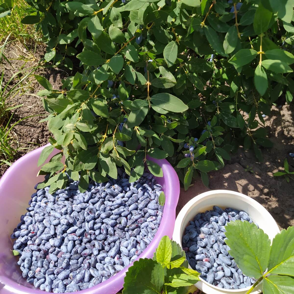 Первая ягода - жимолость