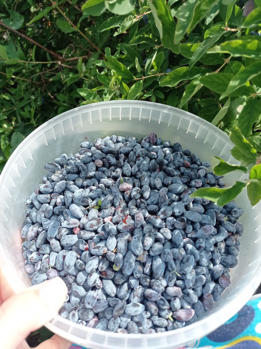 Вкус зависит от сортов. Сладкая и слегка с горчинкой