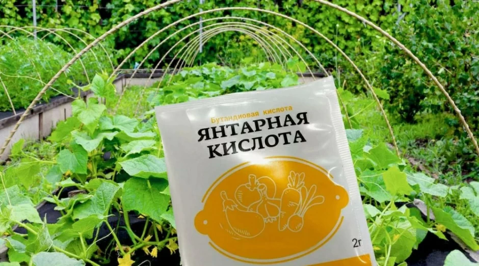 Янтарная кислота как удобрение для помидоров: результат и способы внесения