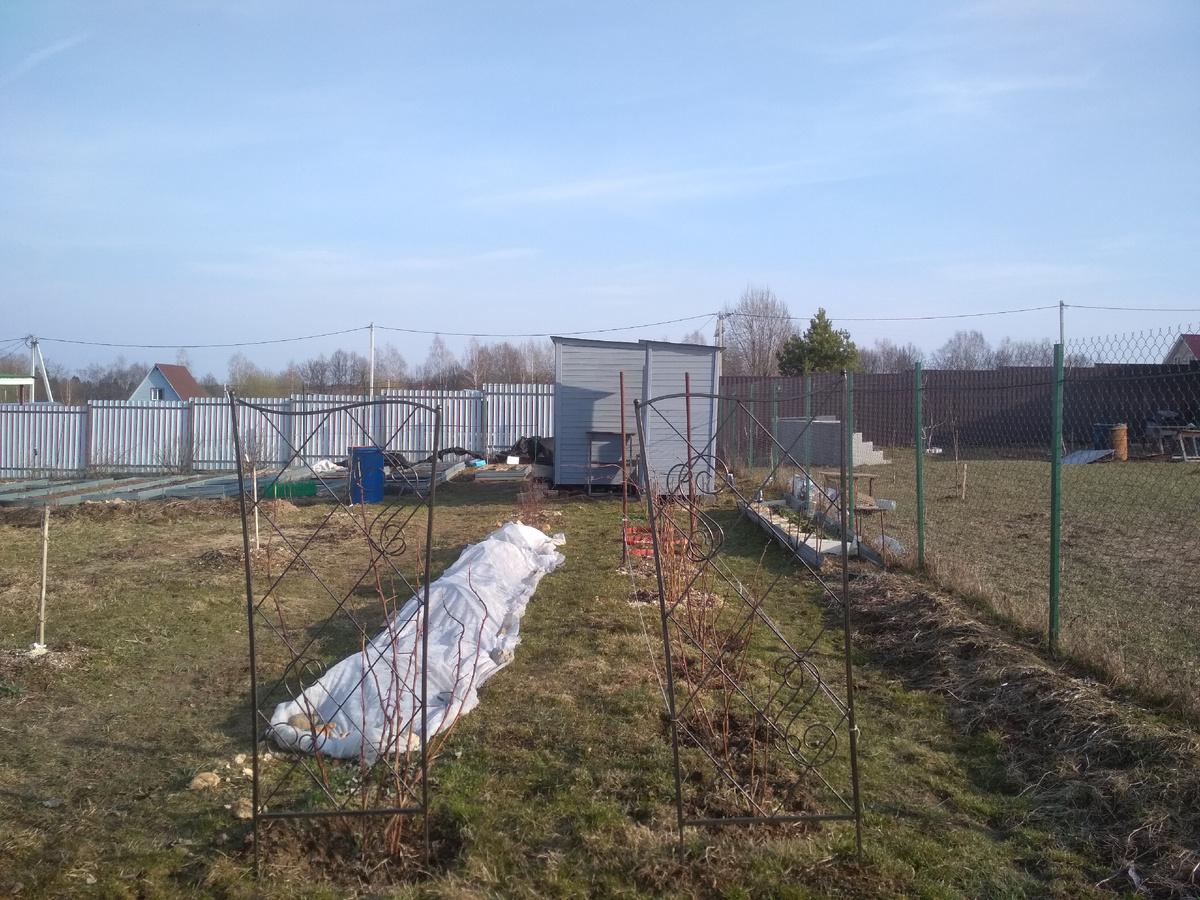 Я сняла часть укрытий , оставив их только на очень мерзлявых кустах)