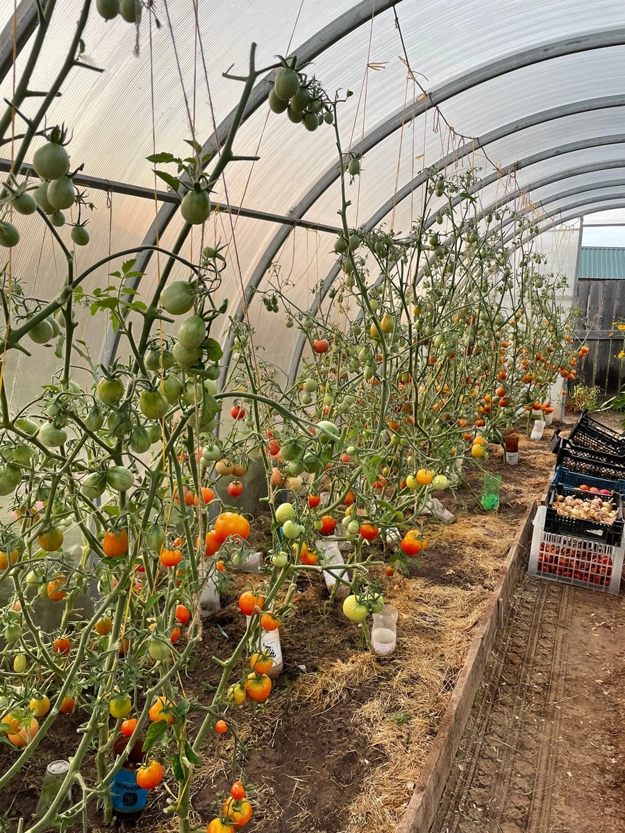    Эти подкормки томатов в июле и августе снижают урожайность - помидоры их не любят, а мы часто считаем правильными