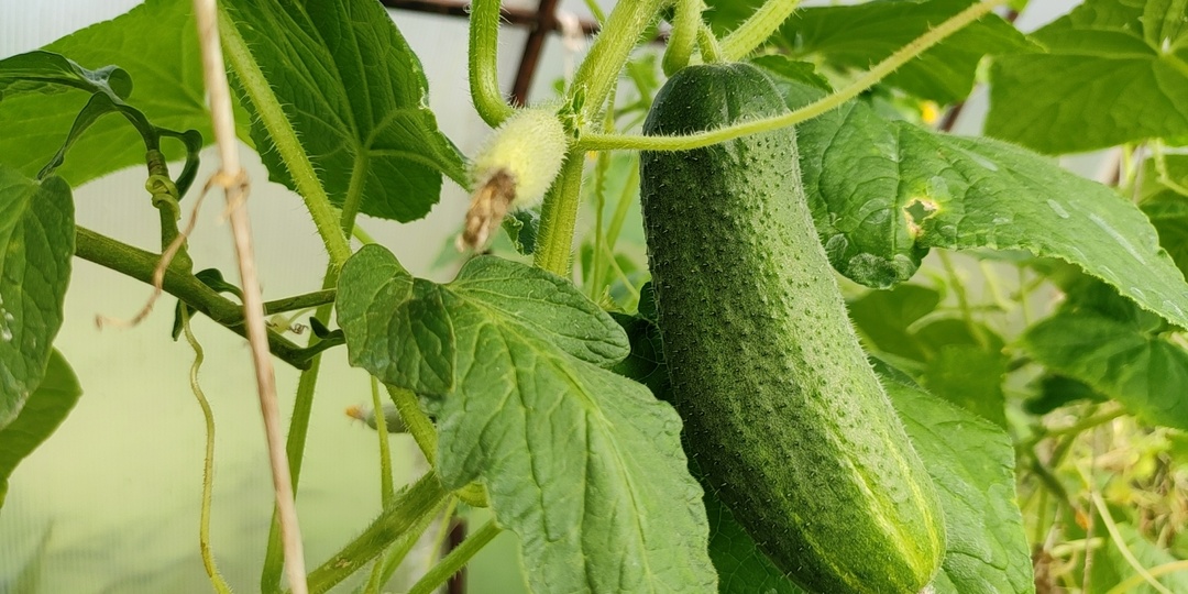 Почему огурцы горчат в теплице: 5 критических причин и план устранения горечи
