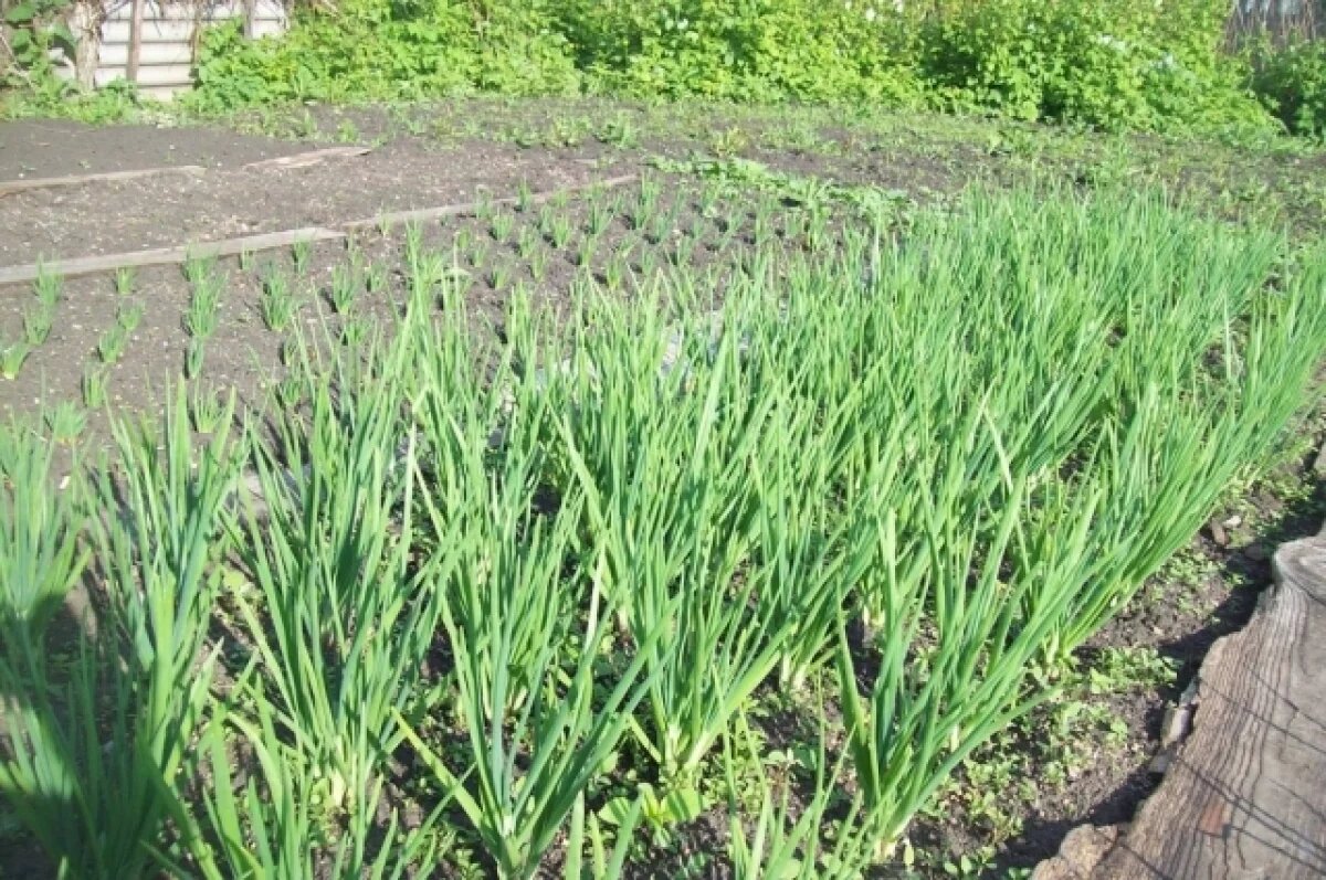    Секреты позднего посева.