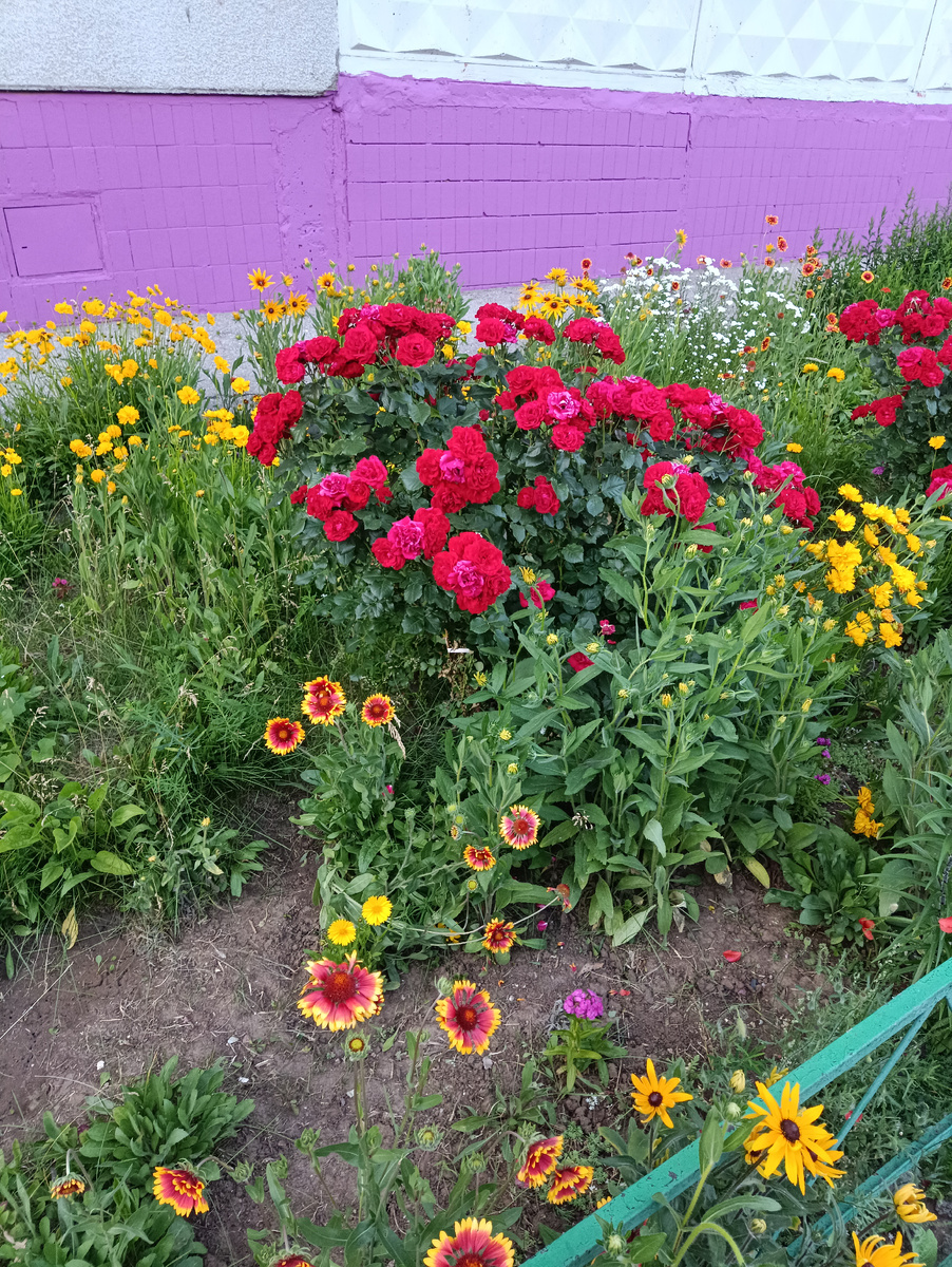 Цветы возле дома для поднятия настроения