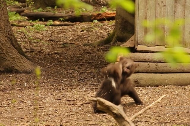    Фото: Центр спасения медвежат-сирот