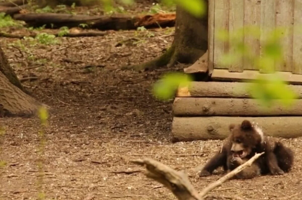    Медвежата борются на видео, не причиняя друг другу вреда.