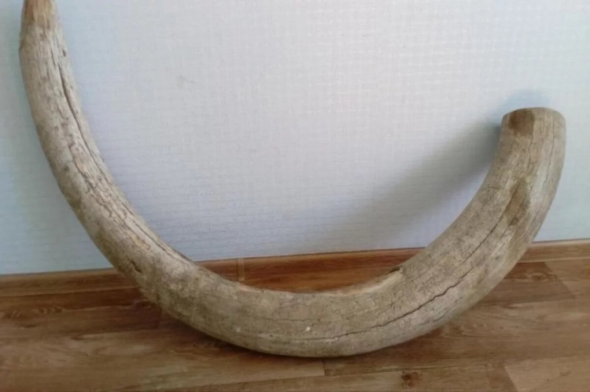    В Якутии изъяли более 20 килограммов незаконно добытых бивней мамонта