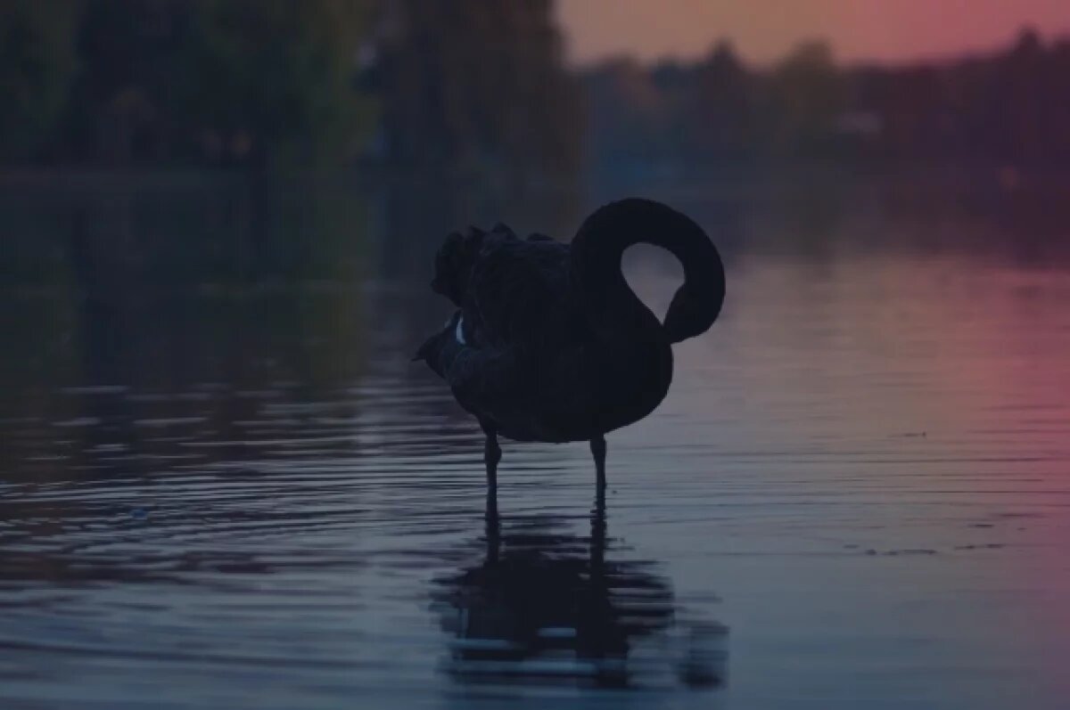    Редкую краснокнижную гагару заметили в Ноябрьске