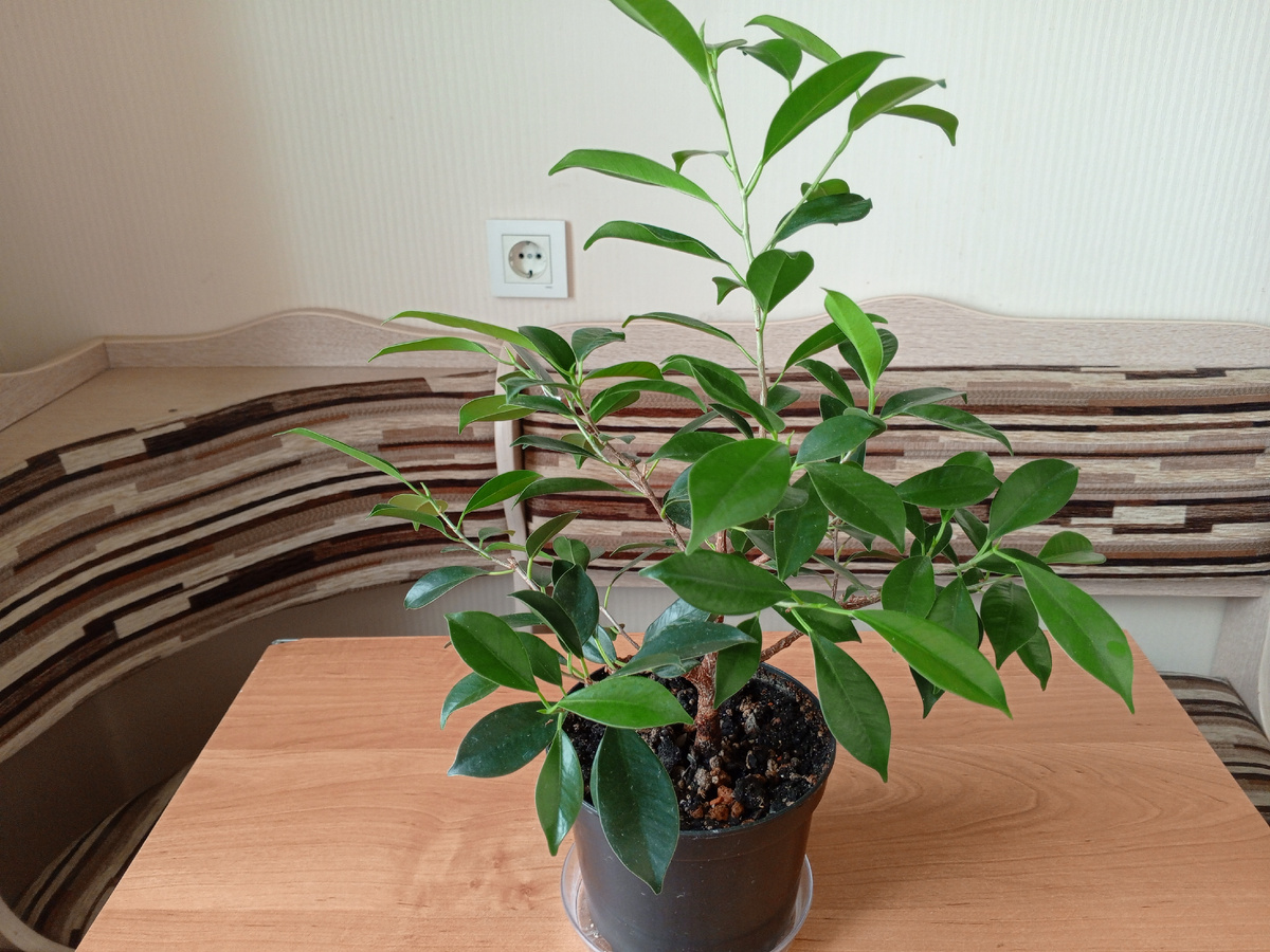 Мой Фикус ретуза