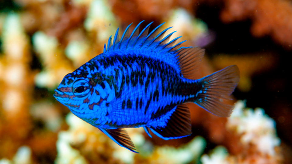 Хризиптера Спрингера