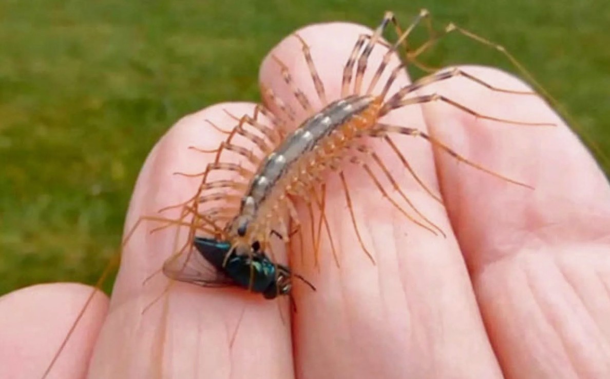 Та самая Мухоловка Скутигера (Scutigera coleoptrata)