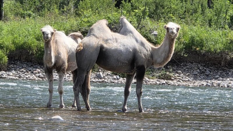     Верблюды всерьез заинтересовались сплавщиками Предоставлено altapress.ru