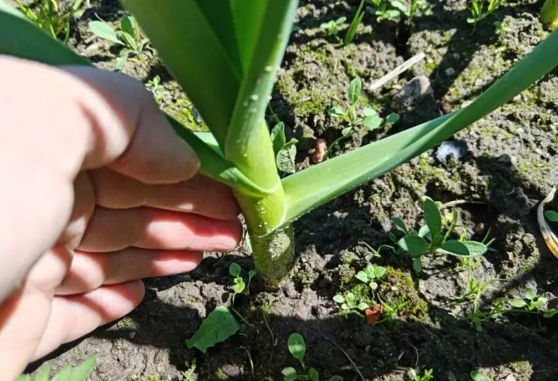 Любимая подкормка чеснока в начале июля для формирования крупной луковицы