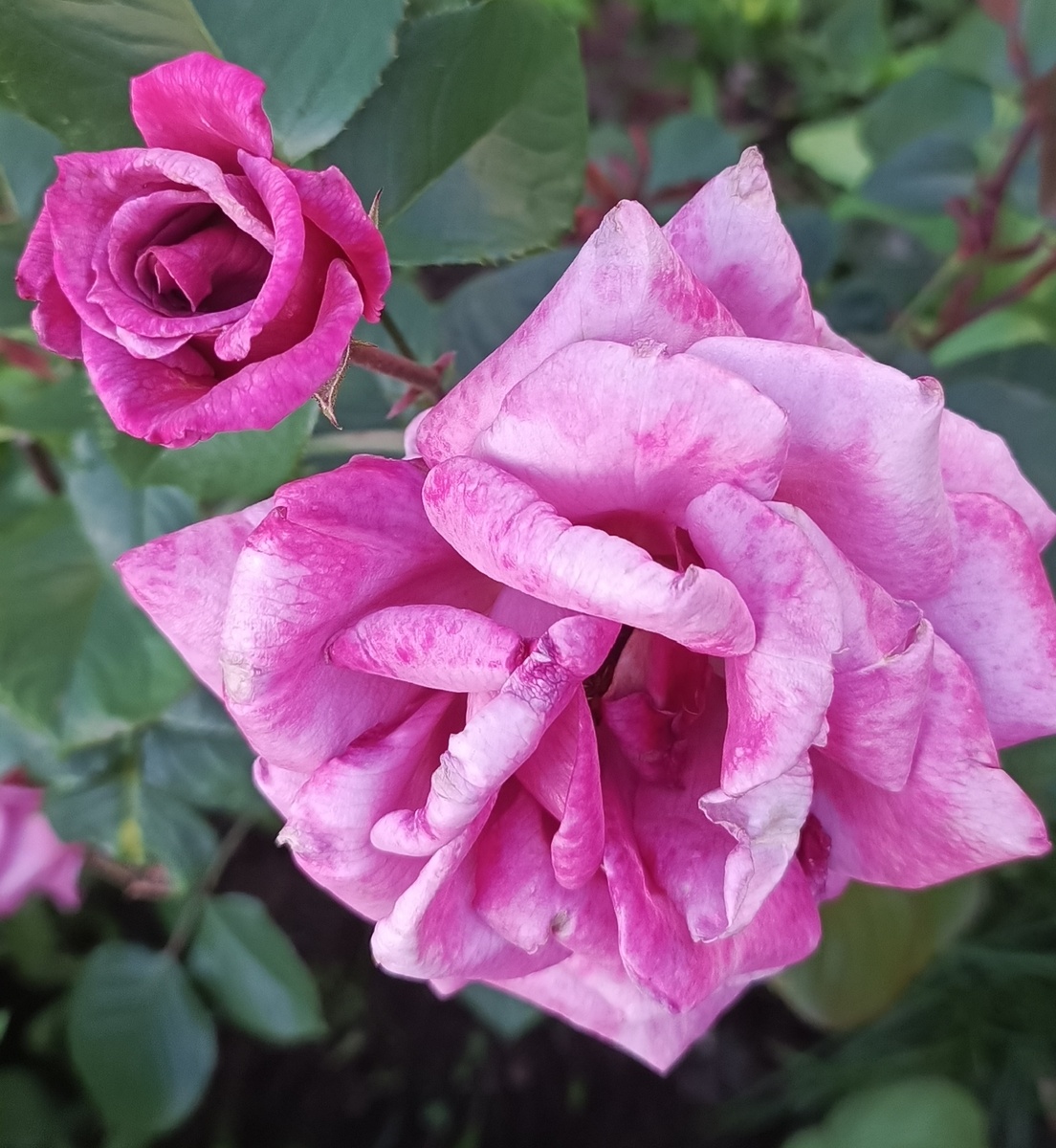 Моя розочка цветёт