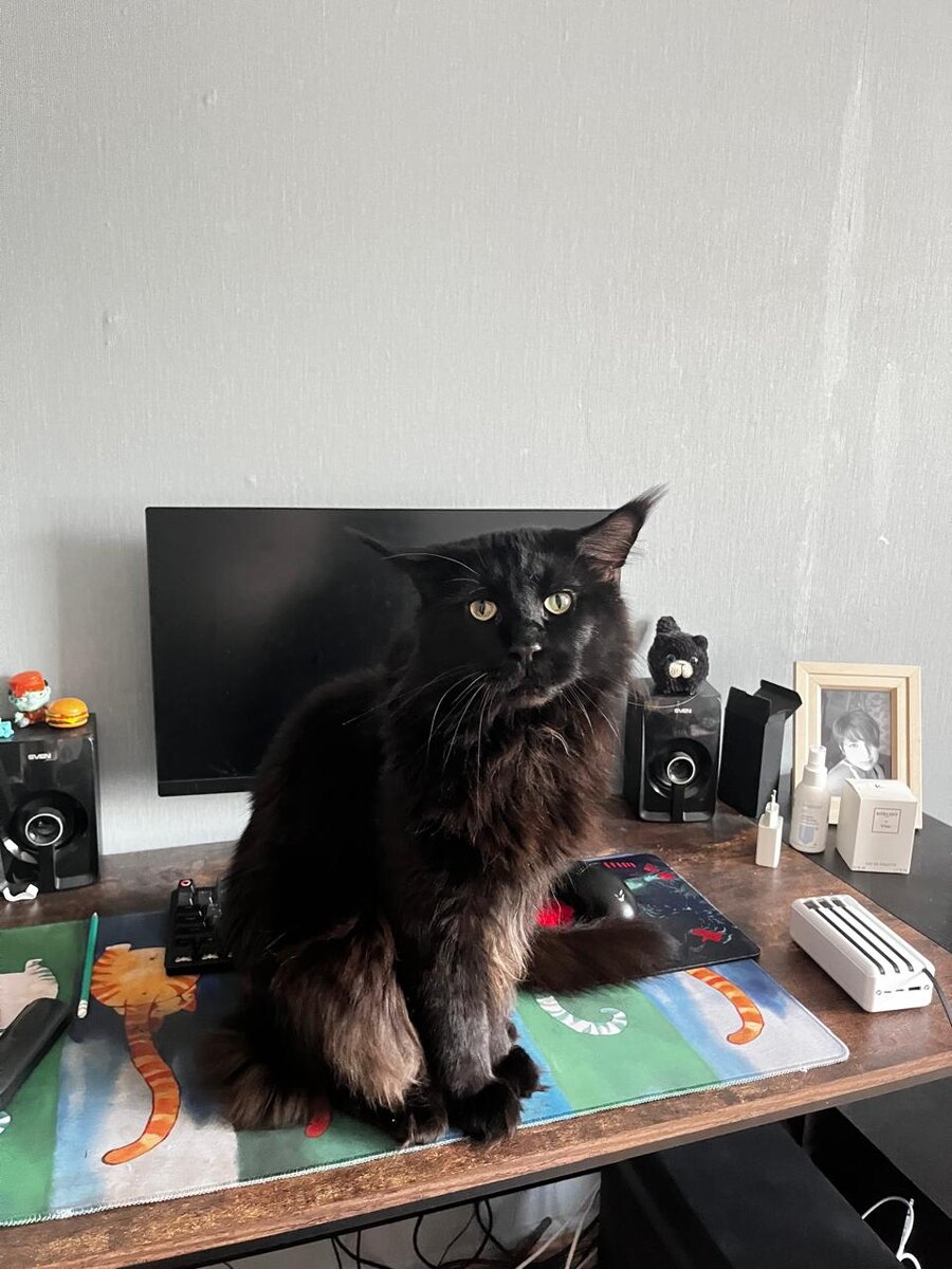 фото автора, тот самый кот-Бегемот 