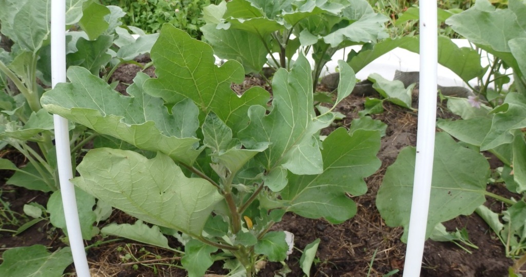 Когда и чем подкормить баклажаны в июне и июле