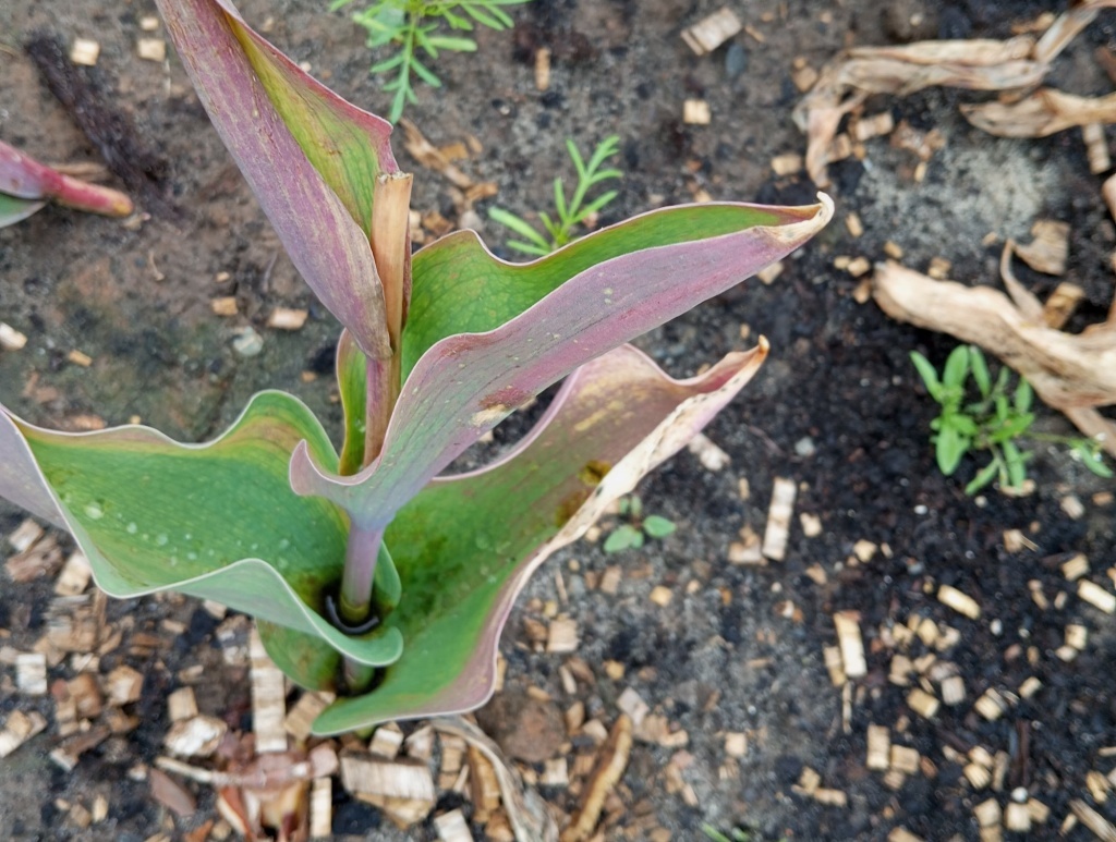  Тюльпан после цветения