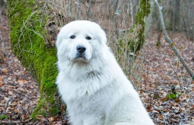 Даже не слышал о такой породе собак: Мареммо-абруццкая овчарка