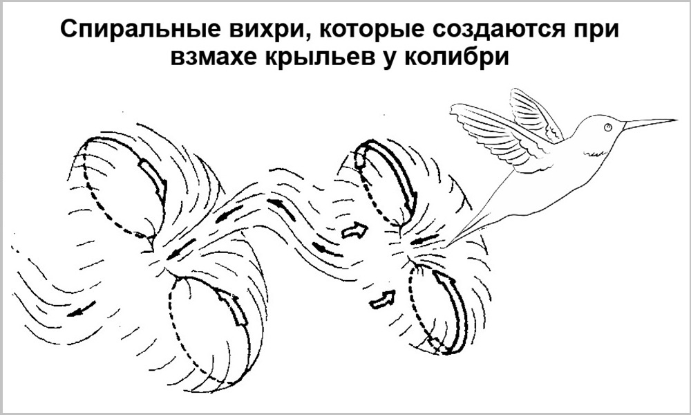 «Воздушный винт» Леонардо да Винчи в природе. Спиральные вихри создаются при взмахе крыльев колибри.