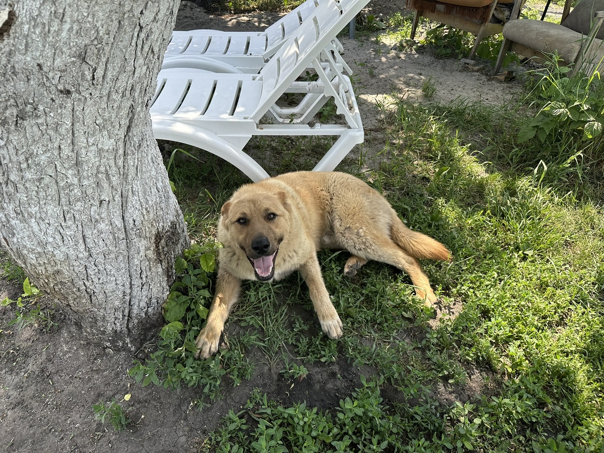 Шоки (малыш) ещё не вылинял и изнывает от жары.