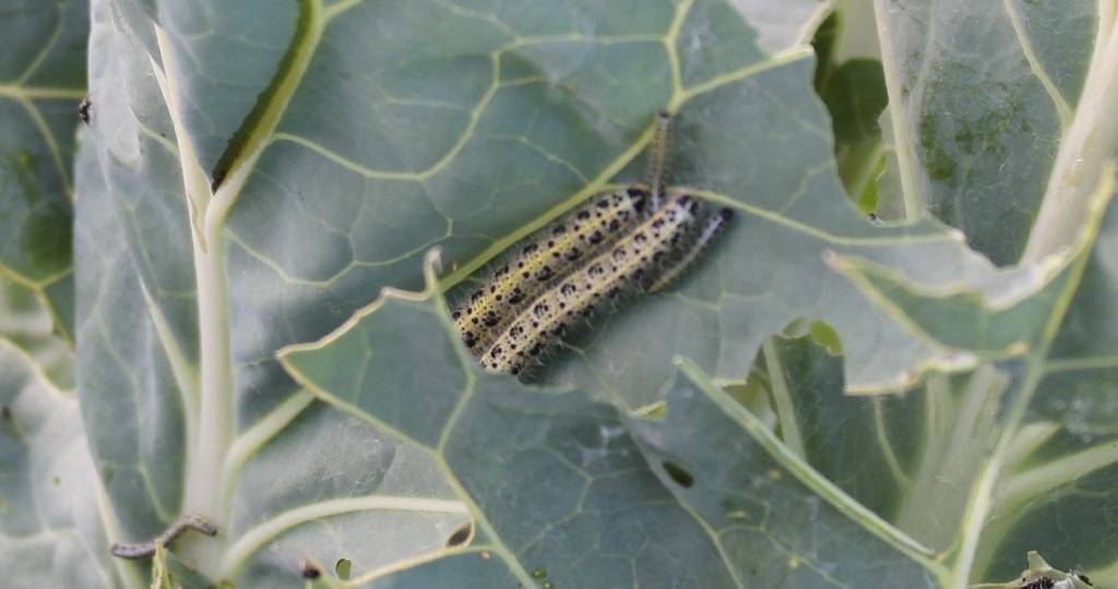 Капустная белянка: чем вредна и как бороться