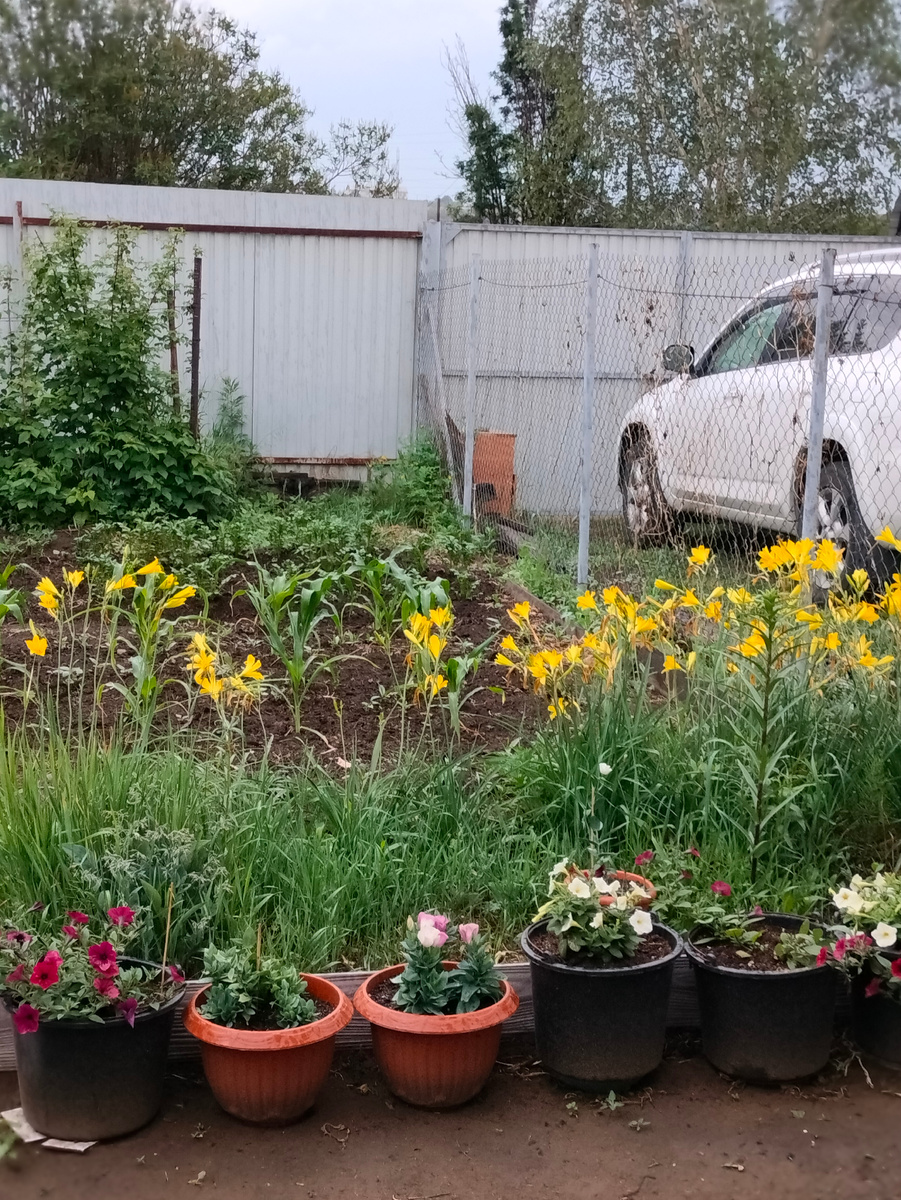 Фото автора. Идёт дождь