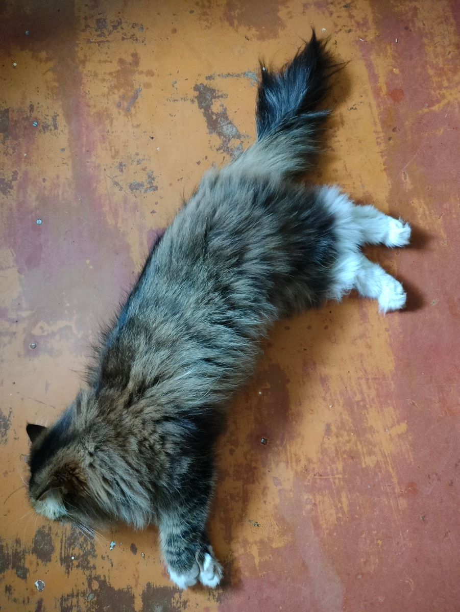 Фото автора. Муха спасается от жары на полу