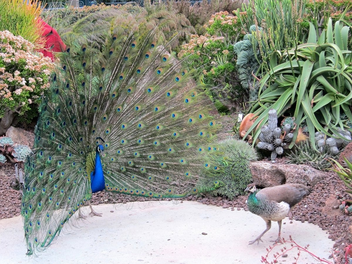 Павлин – это настоящее произведение искусства от природы. Самые известные – это, конечно, индийские павлины, особенно самцы с их знаменитым хвостом, украшенным сотнями "глазков". 