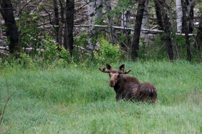 Фото минприроды НСО.
